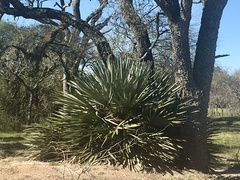 Trithrinax campestris