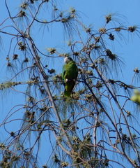 Amazona ventralis
