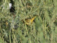Geothlypis trichas