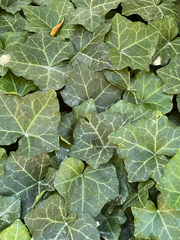 Hedera