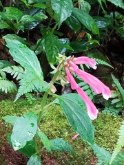 Scutellaria isocheila