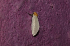 Chrysoecia thoracica