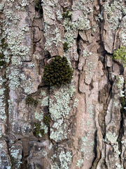 Ulota crispa