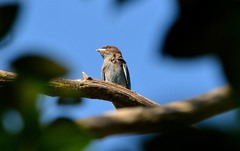 Eurystomus orientalis pacificus