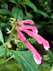Scutellaria isocheila