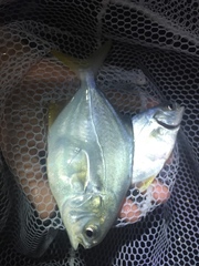 Trachinotus carolinus