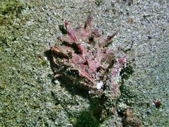 Spondylus regius