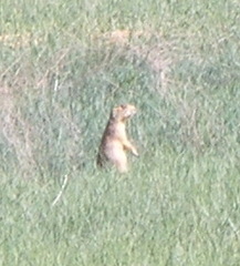 Cynomys parvidens