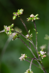 Adenocaulon himalaicum