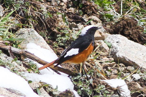 White-winged Redstart