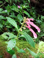 Scutellaria isocheila