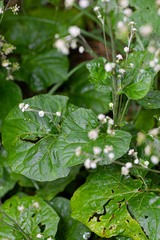 Adenocaulon himalaicum