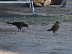 Quiscalus mexicanus