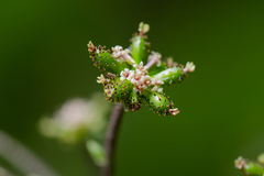 Adenocaulon himalaicum