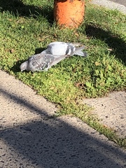 Columba livia domestica