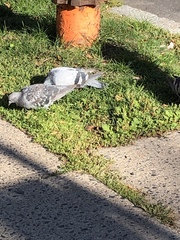 Columba livia domestica