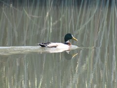 Anas platyrhynchos