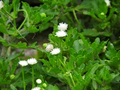 Shinnersia rivularis