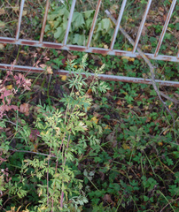 Thalictrum flavum