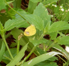Lepidoptera