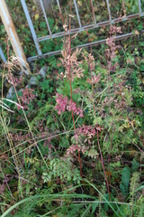 Thalictrum flavum