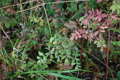 Thalictrum flavum