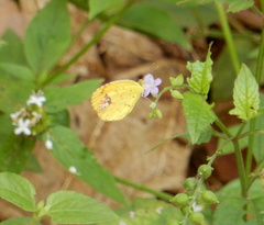 Lepidoptera