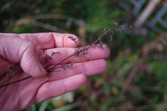 Thalictrum flavum