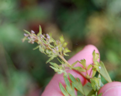 Thalictrum flavum