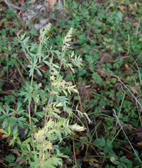 Thalictrum flavum