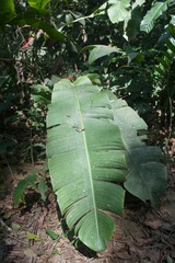 Heliconia aemygdiana