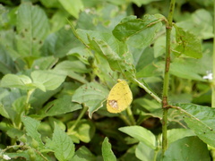 Lepidoptera