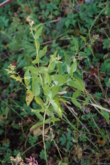 Lysimachia vulgaris