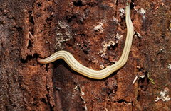 Fletchamia mediolineata