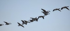 Branta canadensis