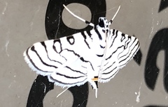 Conchylodes concinnalis