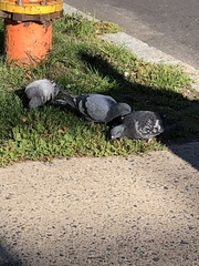 Columba livia domestica