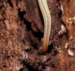 Fletchamia mediolineata