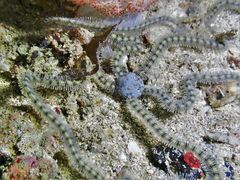 Macrophiothrix