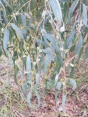 Eucalyptus cephalocarpa
