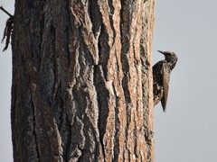 Sturnus vulgaris