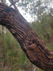 Eucalyptus cephalocarpa