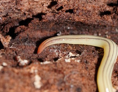 Fletchamia mediolineata