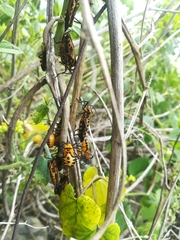 Sephina