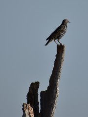 Sturnus vulgaris