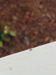 Formicidae