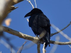 Corvus corax