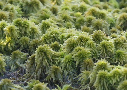 Sphagnum torreyanum