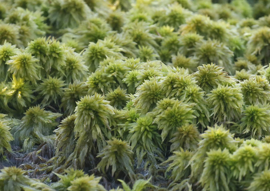 Sphagnum torreyanum