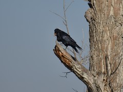 Corvus corax